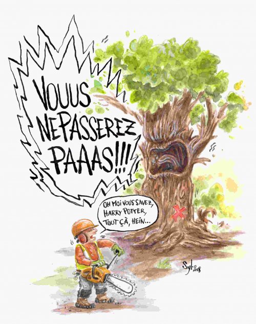 Protection des arbres : l'exemple de la rue de Claire-Fontaine